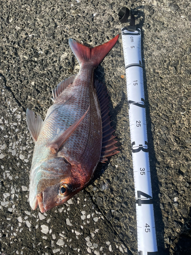 マダイの釣果