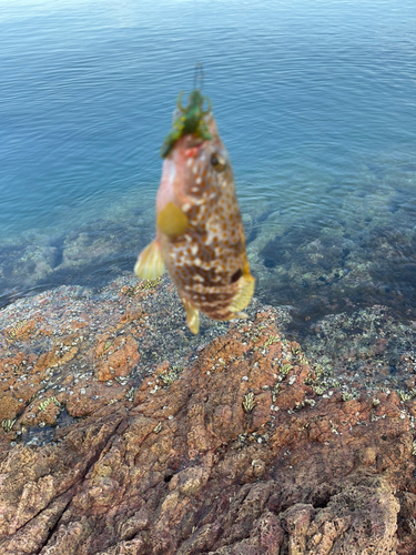 アコウの釣果