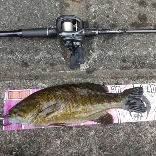 スモールマウスバスの釣果