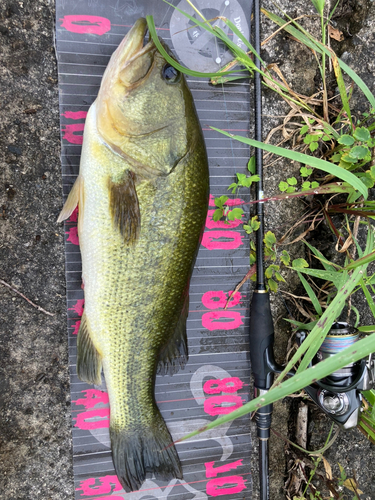 ブラックバスの釣果