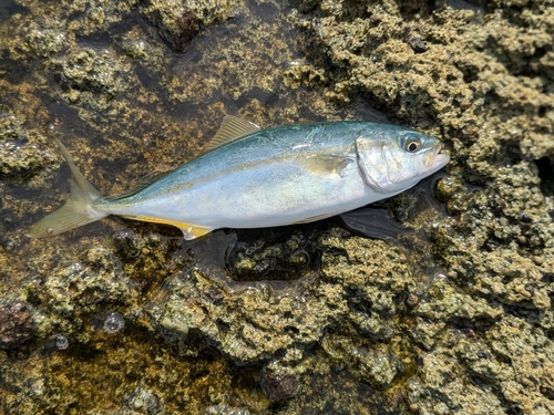 ツバスの釣果