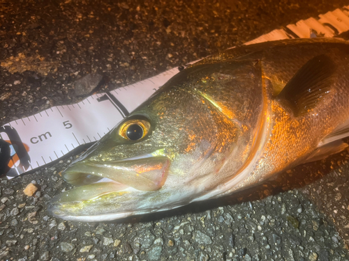 シーバスの釣果