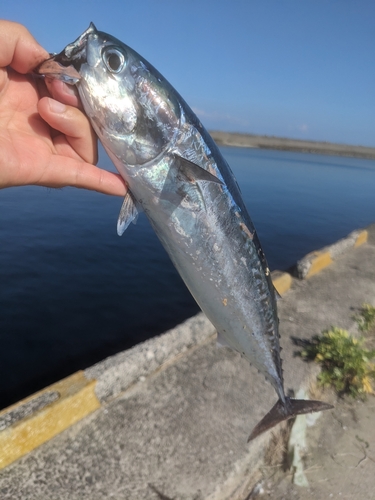 マルソウダの釣果