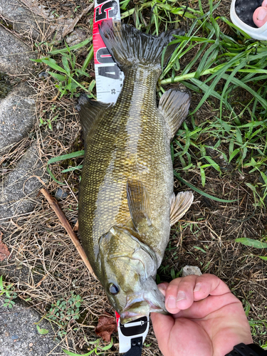 スモールマウスバスの釣果