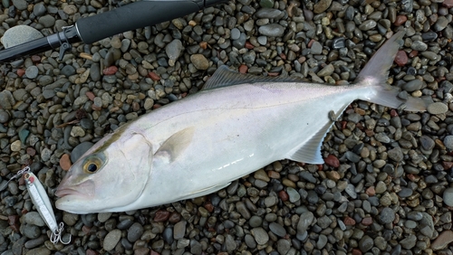 ネイリの釣果