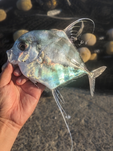 イトヒキアジの釣果