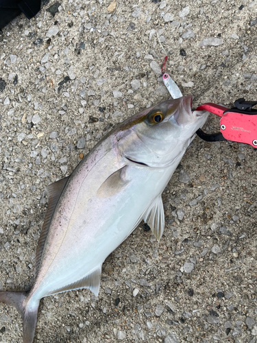 ショゴの釣果