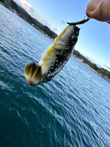 フグの釣果