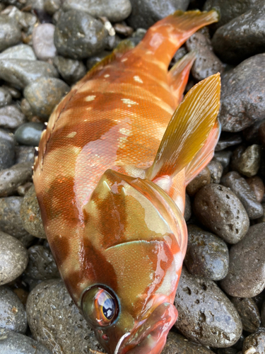 アカハタの釣果