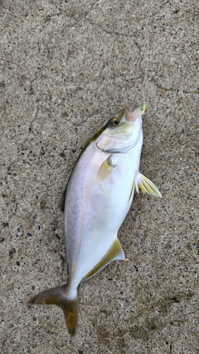 ショゴの釣果