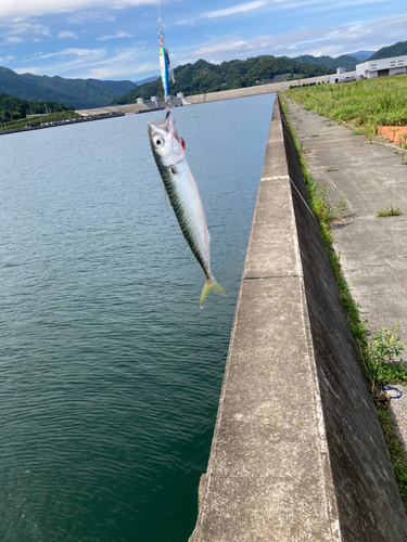 サバの釣果