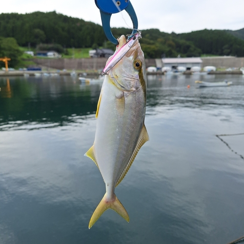 ショッコの釣果