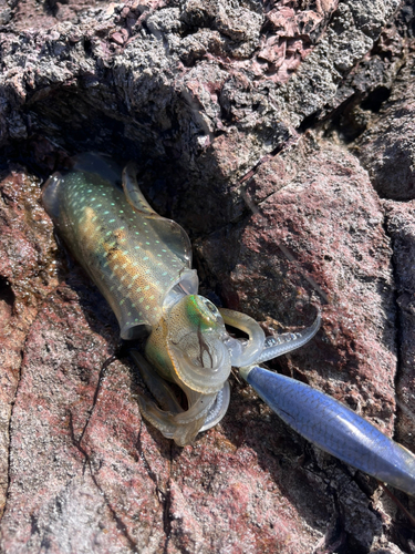 アオリイカの釣果