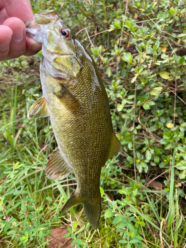 スモールマウスバスの釣果