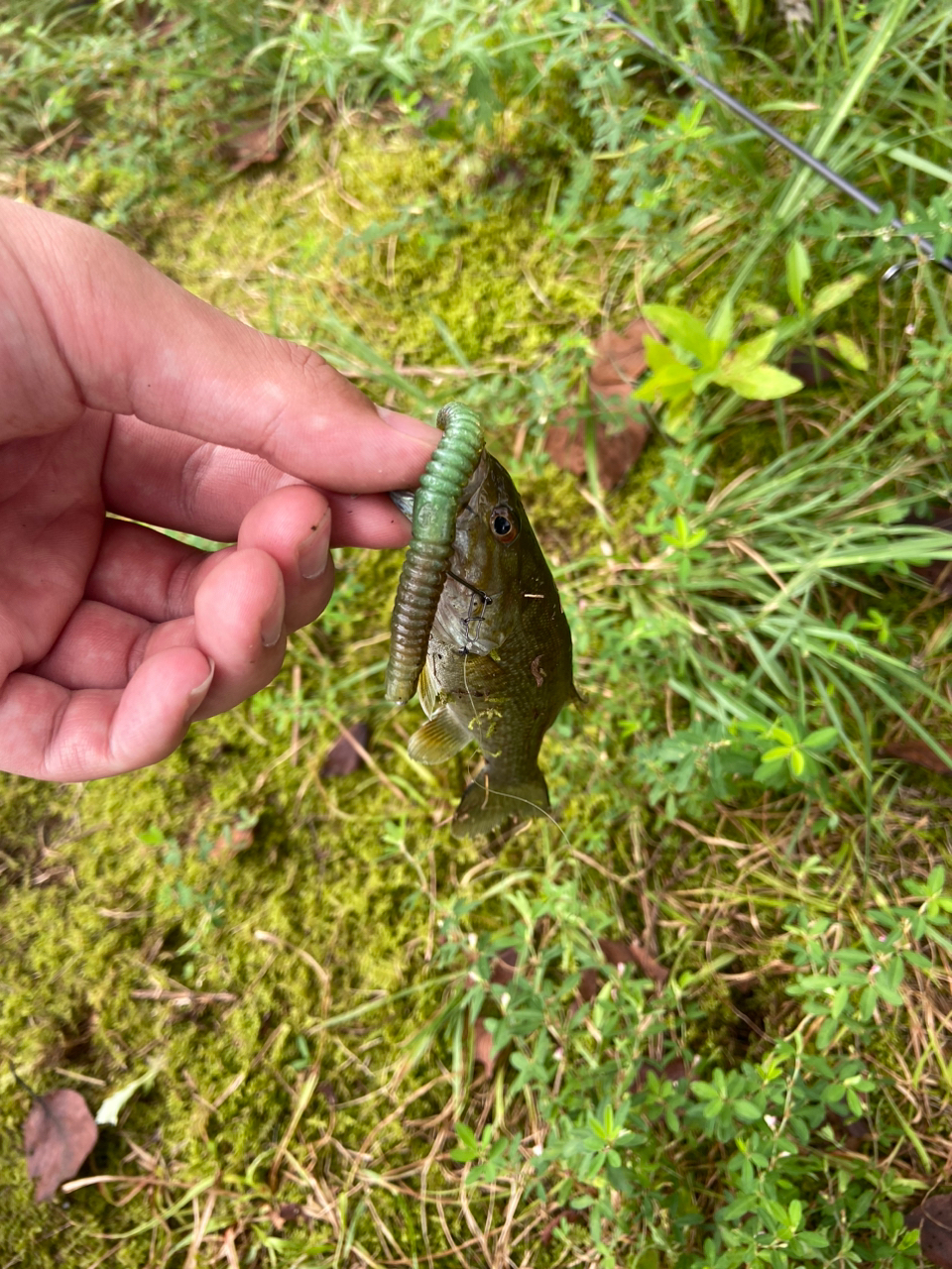 スモールマウスバス