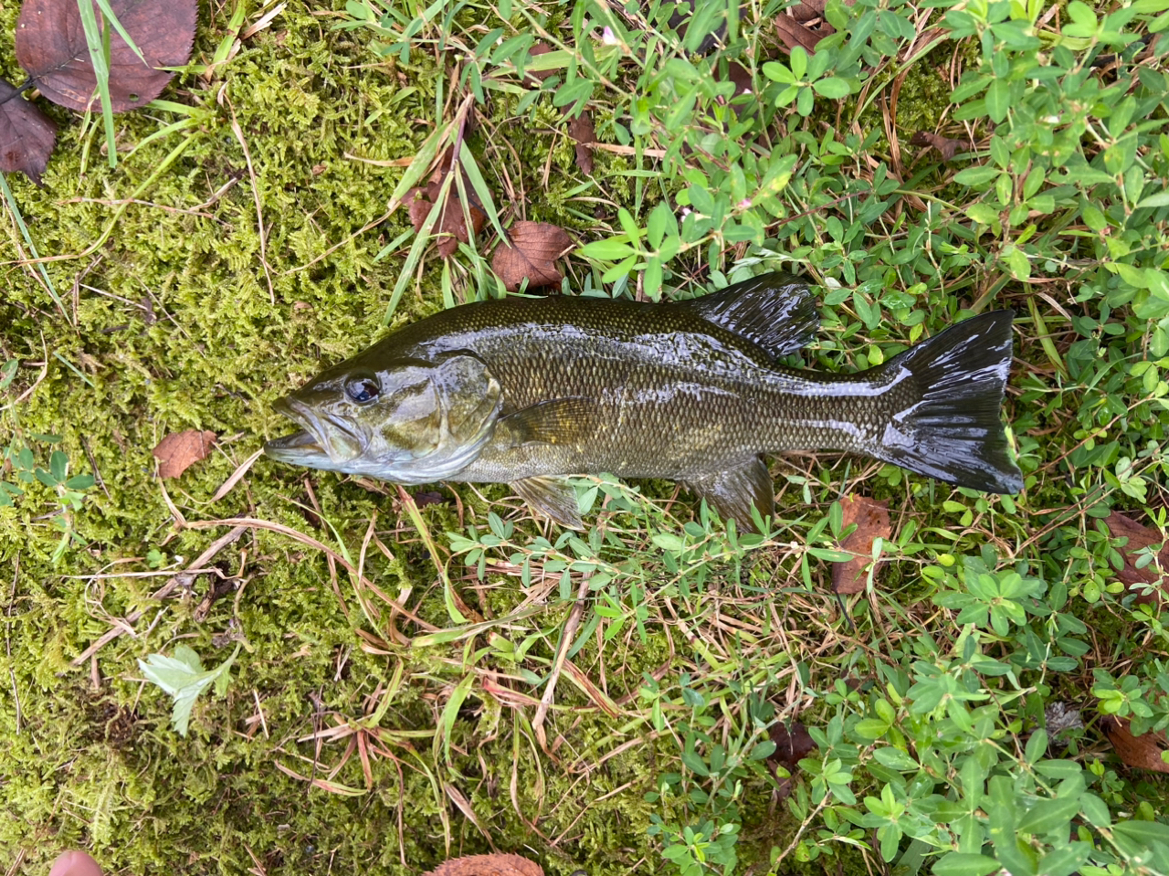 スモールマウスバス