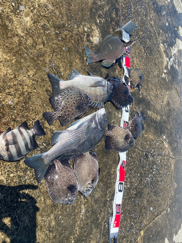 クロダイの釣果