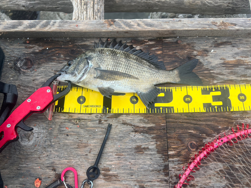 チヌの釣果