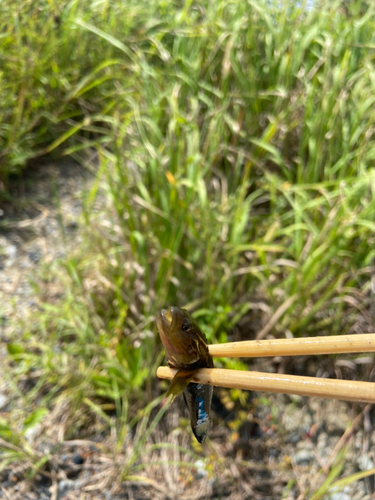 チチブの釣果