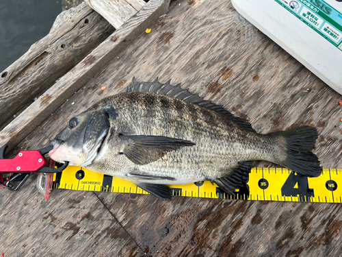 チヌの釣果