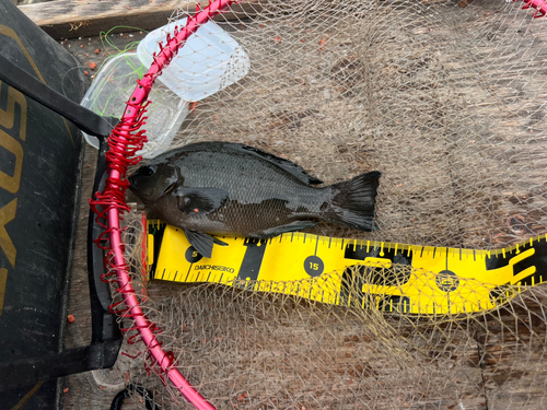 クチブトグレの釣果