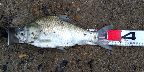 ヘラブナの釣果