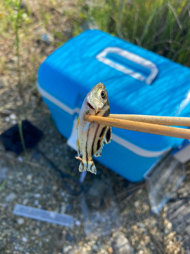 コトヒキの釣果