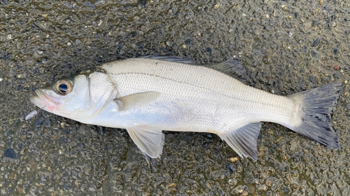 セイゴ（ヒラスズキ）の釣果