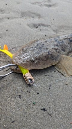 マゴチの釣果