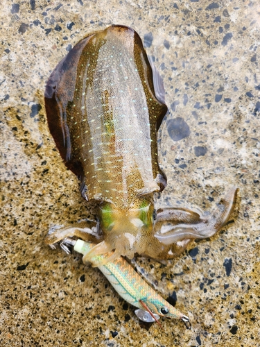 アオリイカの釣果