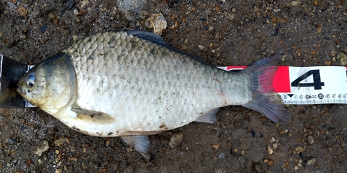 ヘラブナの釣果