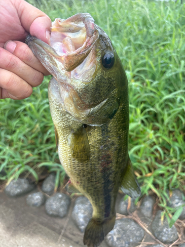 ラージマウスバスの釣果