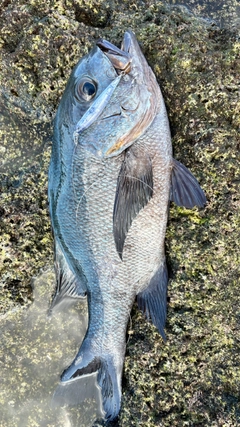 マダラタルミの釣果