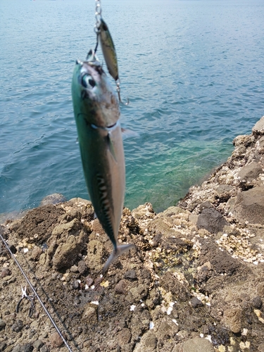 ソウダガツオの釣果