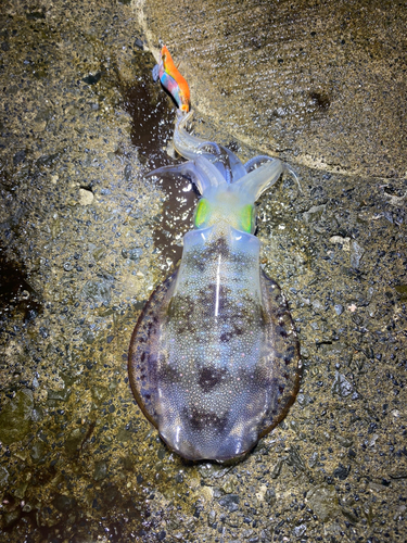 アオリイカの釣果