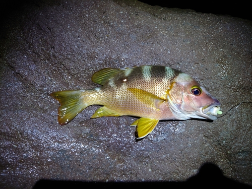 フエダイの釣果