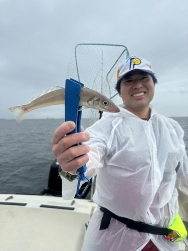 シロギスの釣果