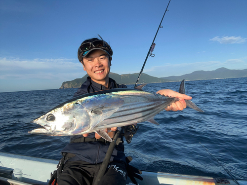 カツオの釣果