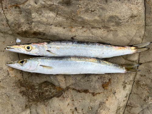 カマスの釣果