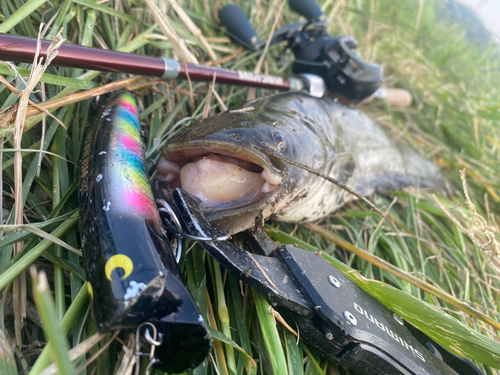 ナマズの釣果