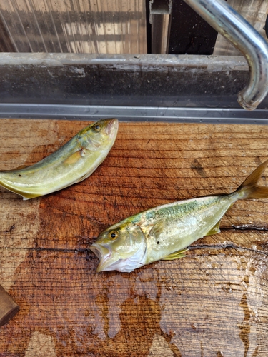 ショゴの釣果