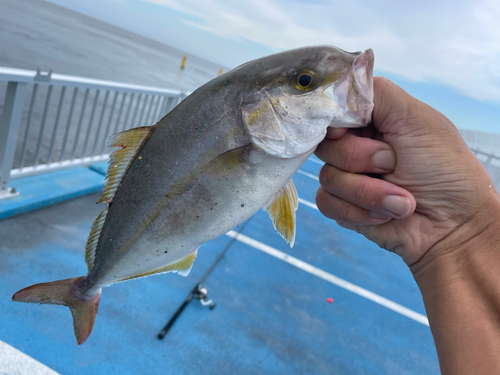 ショゴの釣果