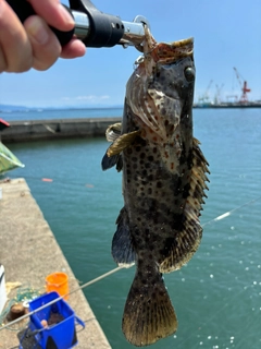 チャイロマルハタの釣果