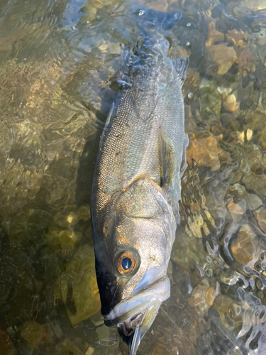 スズキの釣果