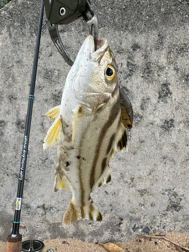 コトヒキの釣果