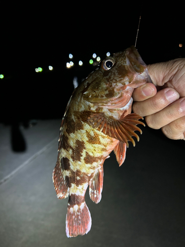 ガシラの釣果