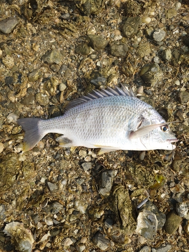 キビレの釣果