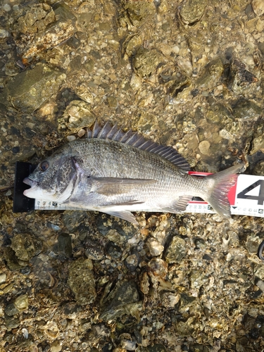 クロダイの釣果