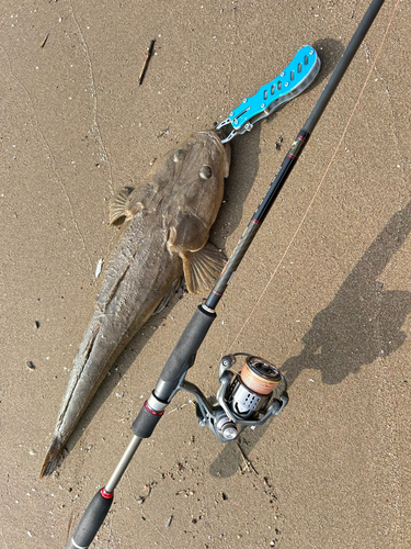 マゴチの釣果