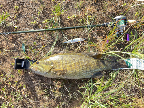 スモールマウスバスの釣果